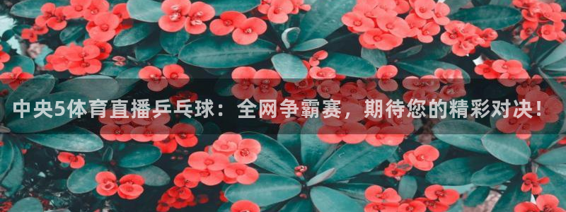 中央5体育直播乒乓球：全网争霸赛，期待您的精彩对决！