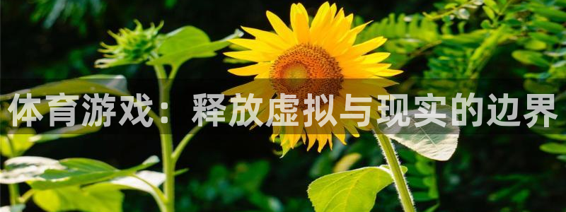 体育游戏：释放虚拟与现实的边界